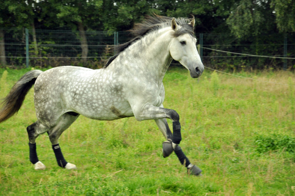 Futter für Pferd mit Sommerekzem.