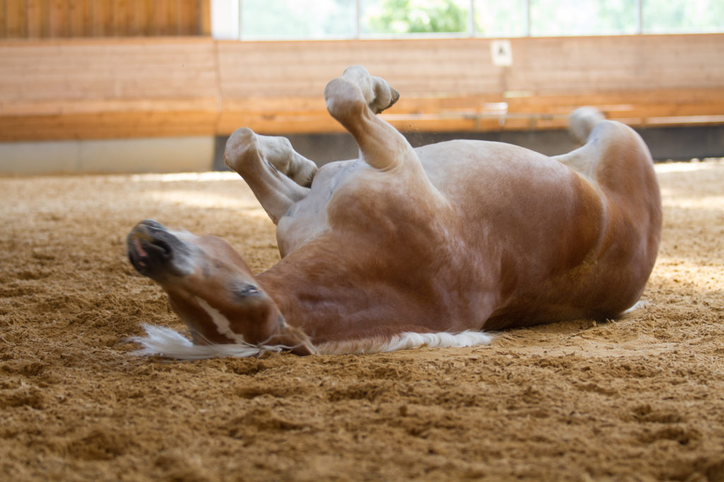 Pferd wälzt sich. Juckreiz bei Sommerekzem.