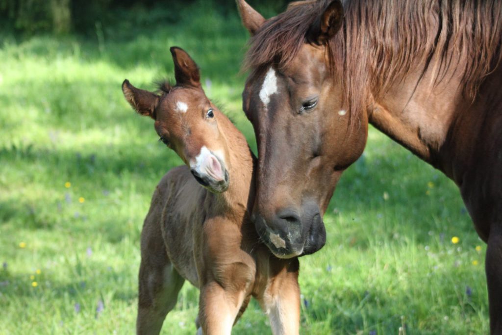 Fohlen und Stute