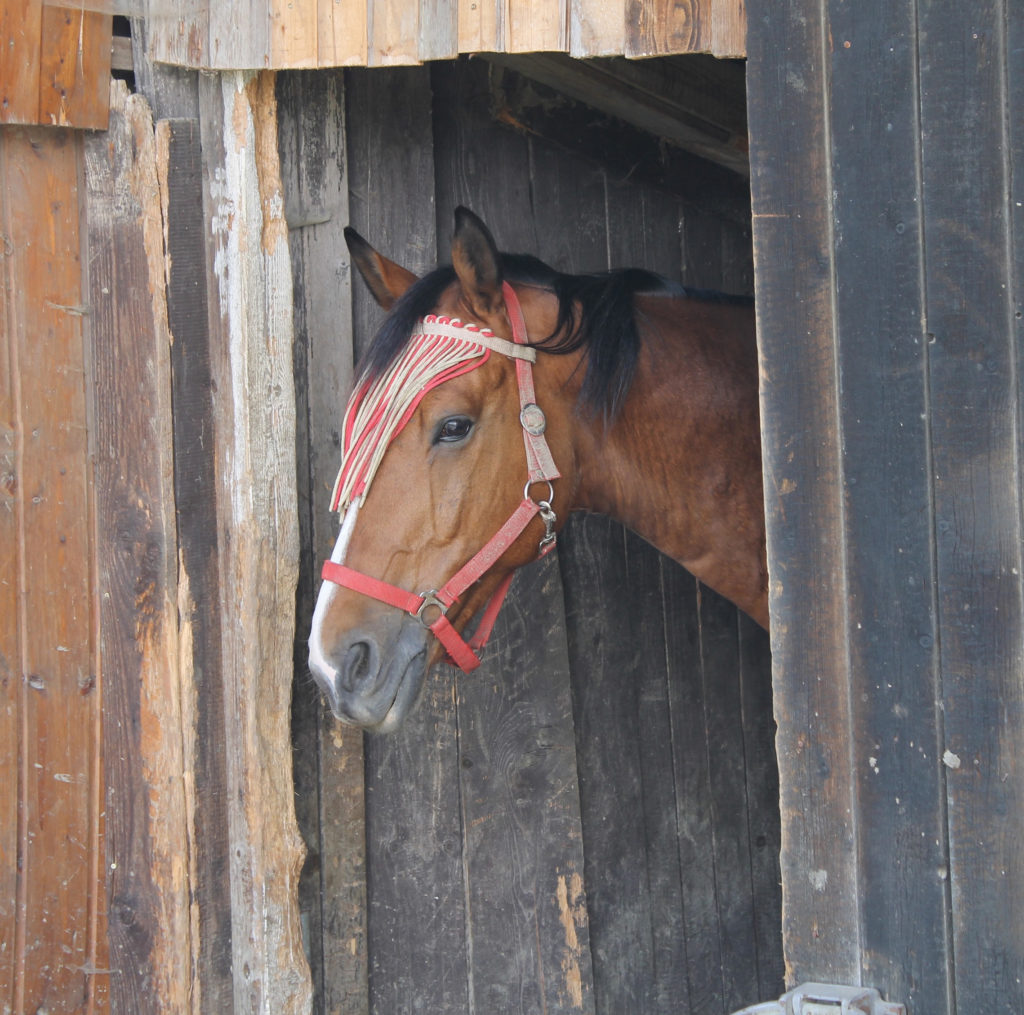 Pferd im Stall.