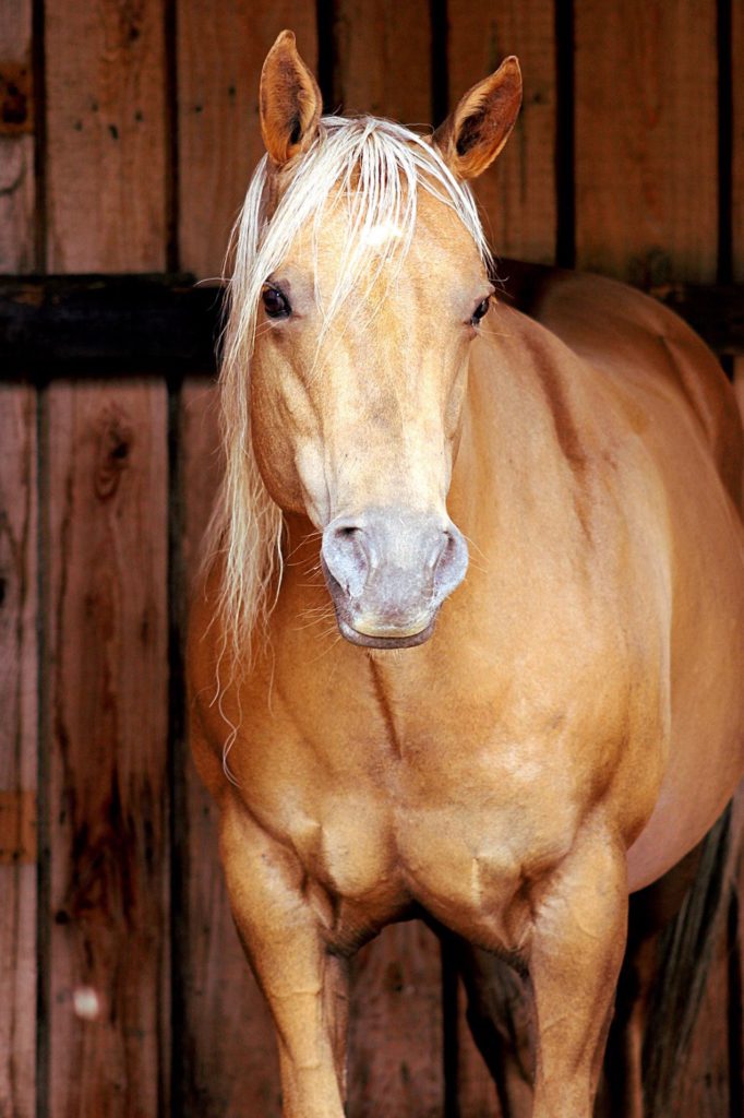 Pferd im Stall.