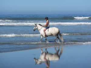 Das Pferd sollte im Idealfall dauerhaft Zugang zu frischem Wasser haben.