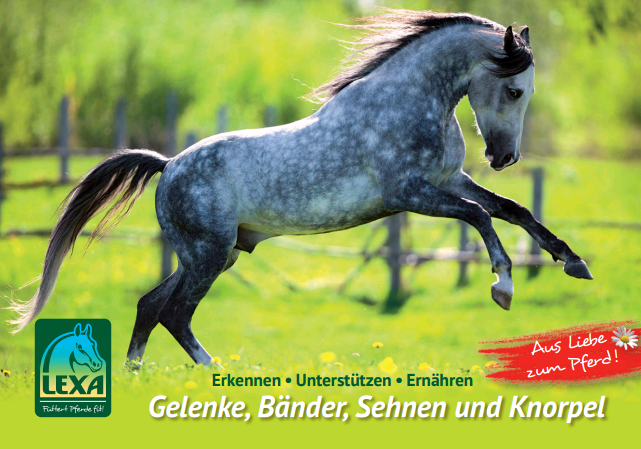 Pferd Sehnen Und Bänder Stärken