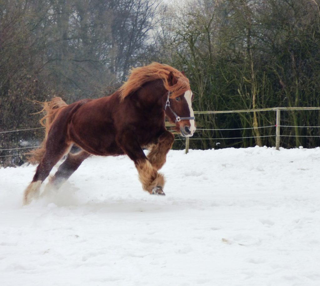 Unsere Tipps helfen Ihnen dabei, Ihr altes Pferd fit durch den Winter zu bekommen.