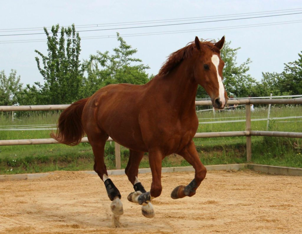 Pferd Gallen