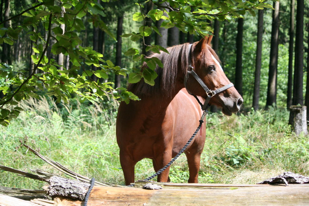 Pferd im Wald