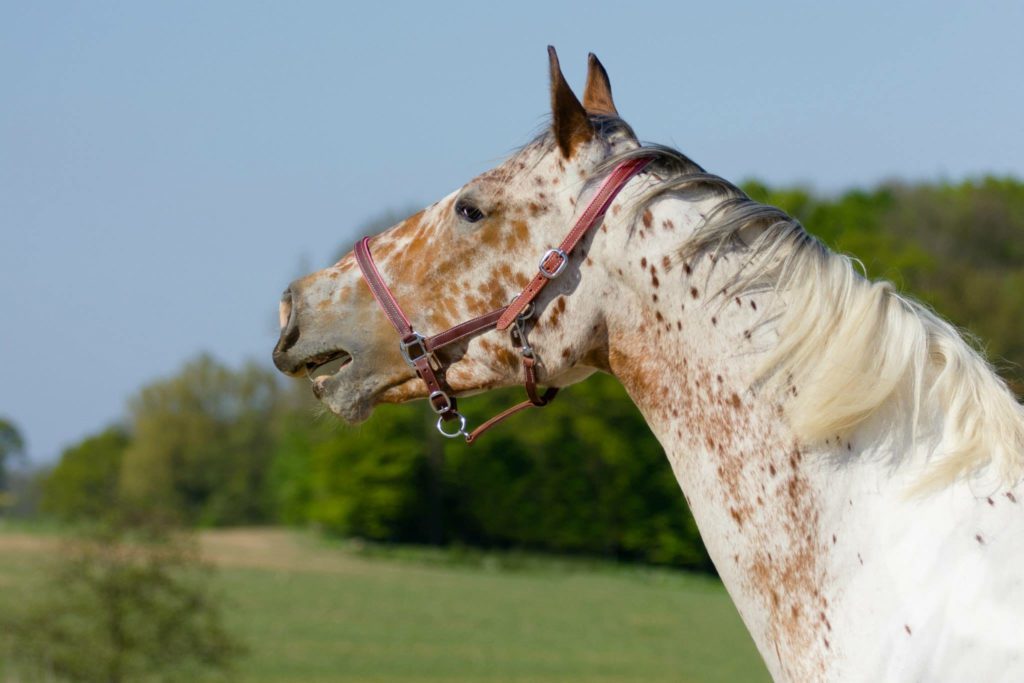 Pferd wiehert