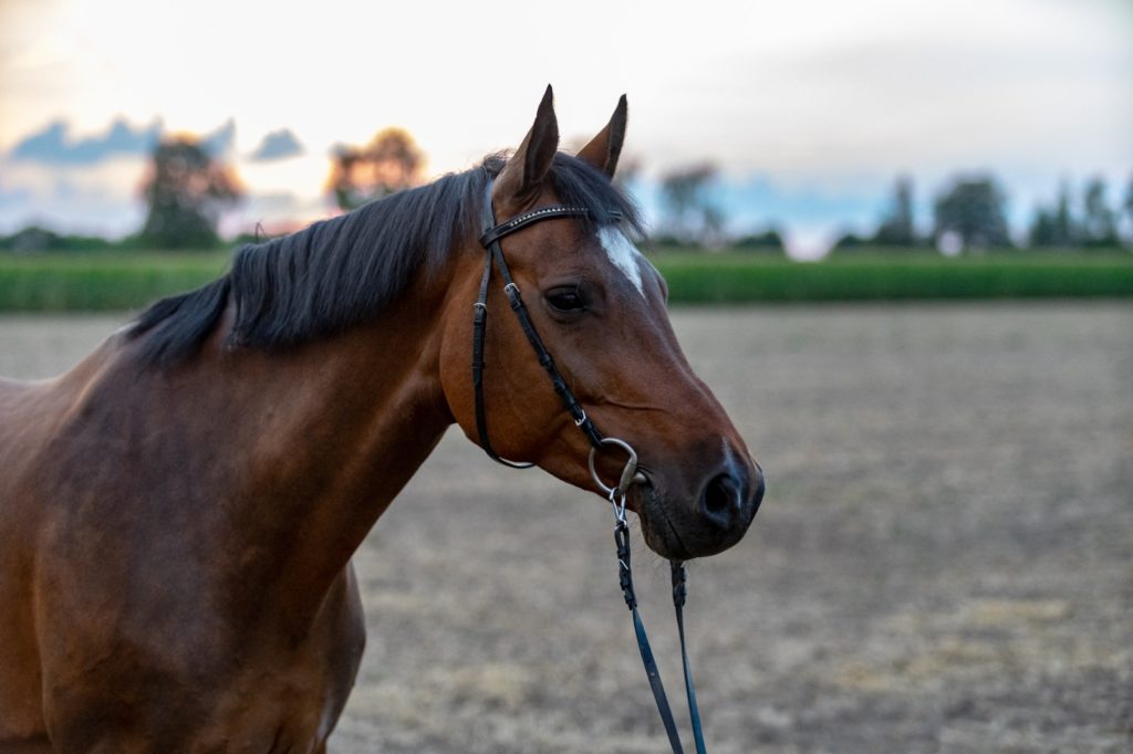 Pferd auf dem Reitplatz