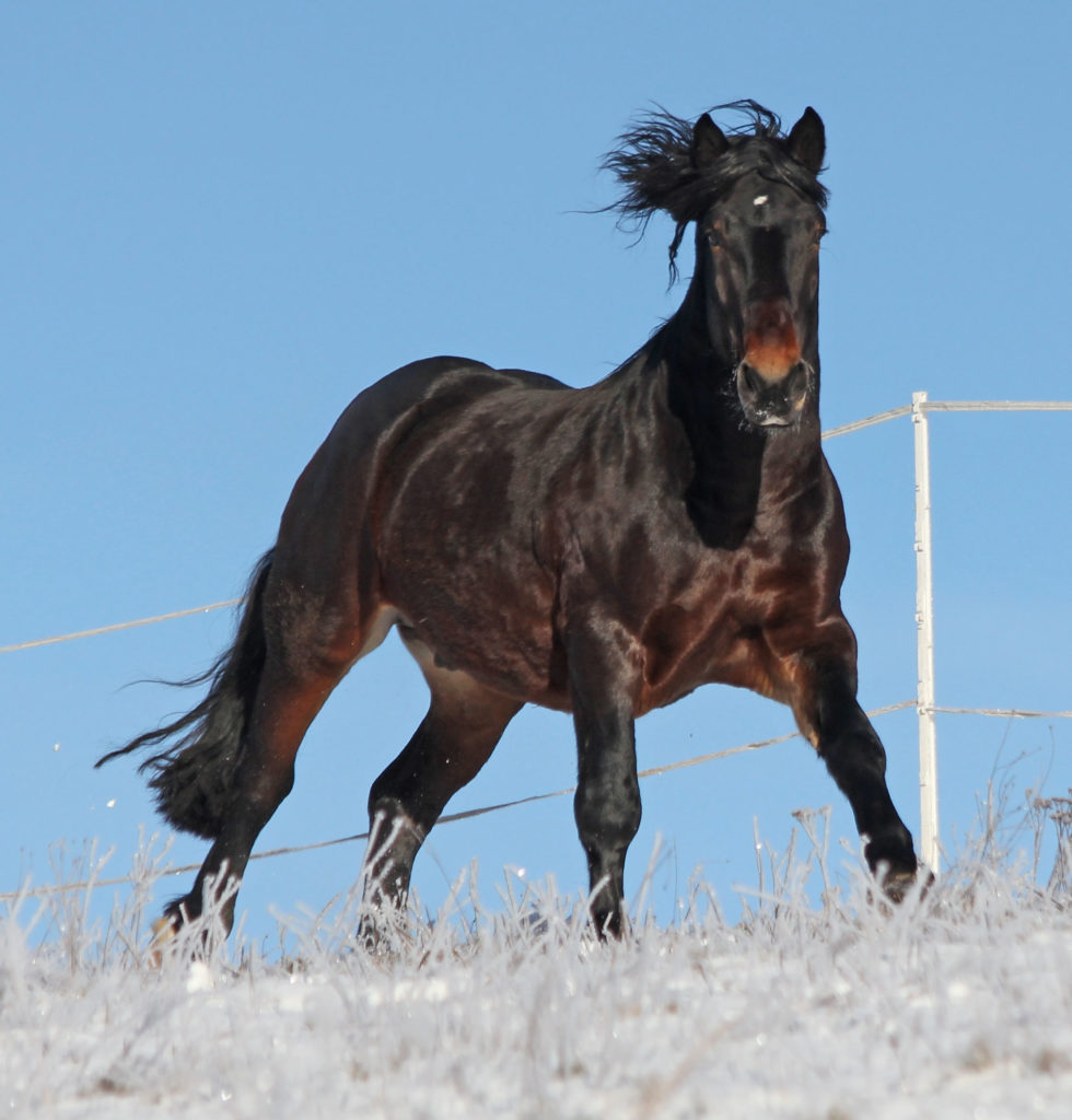 Pferd im Winter