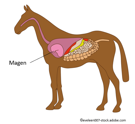 Darmsanierung Pferd Futter