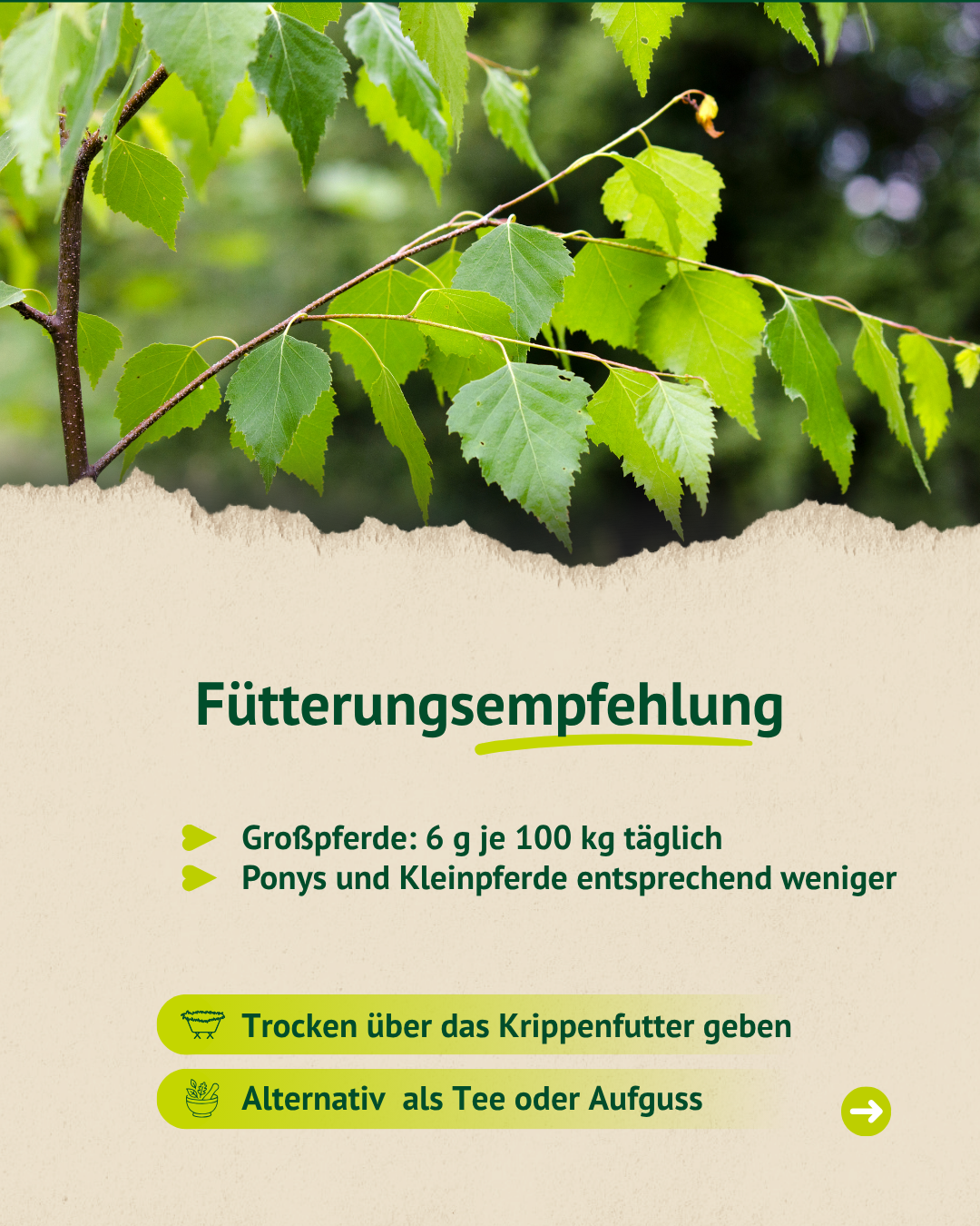 Birkenzweig mit Fütterungsempfehlung für Birkenblätter bei Pferden