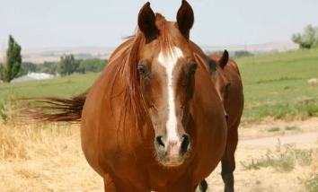EMS beim Pferd