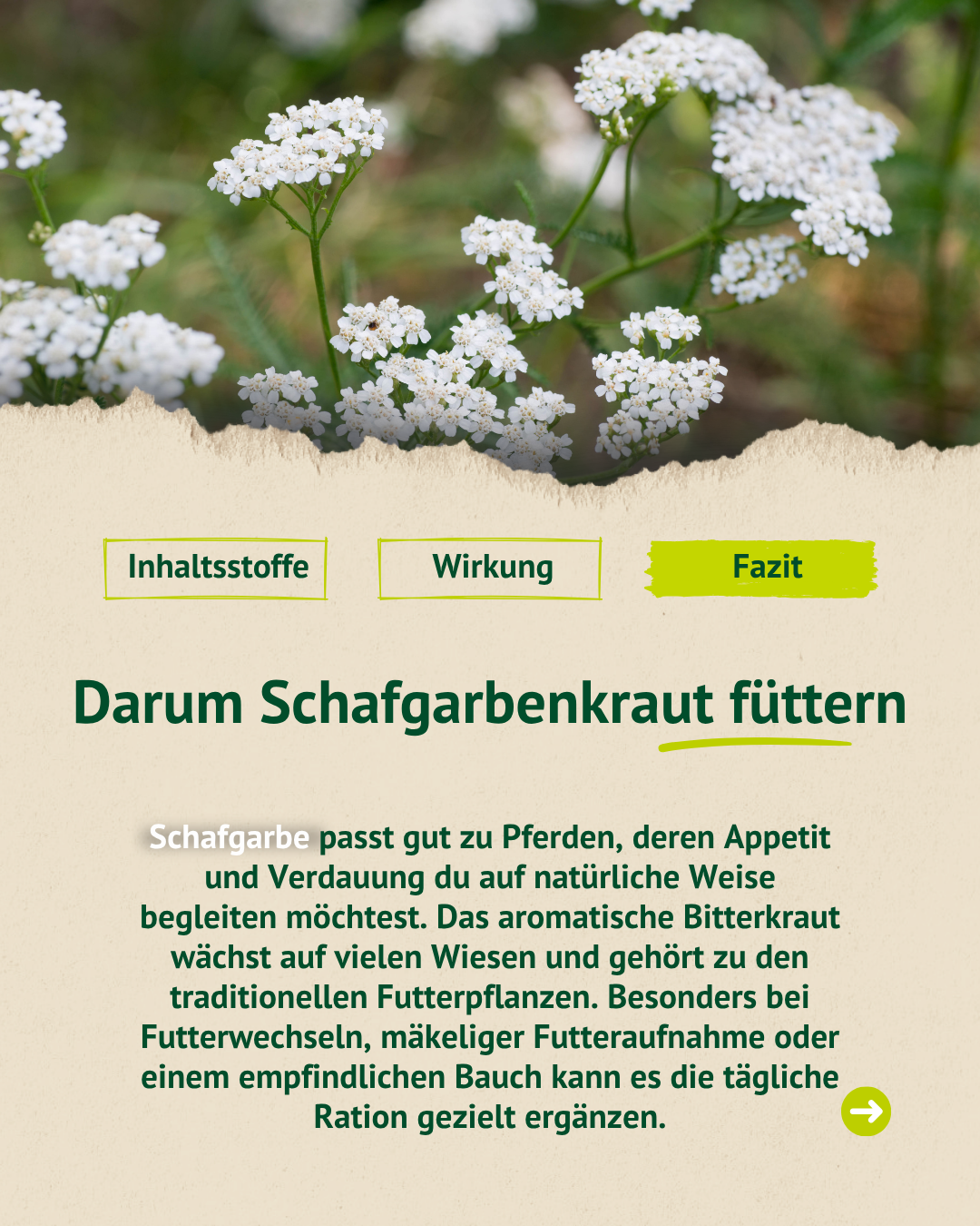 Blühende Schafgarbe mit einem Fazit zur Fütterung: Das aromatische Bitterkraut eignet sich besonders für Pferde mit wenig Appetit oder empfindlichem Bauch.