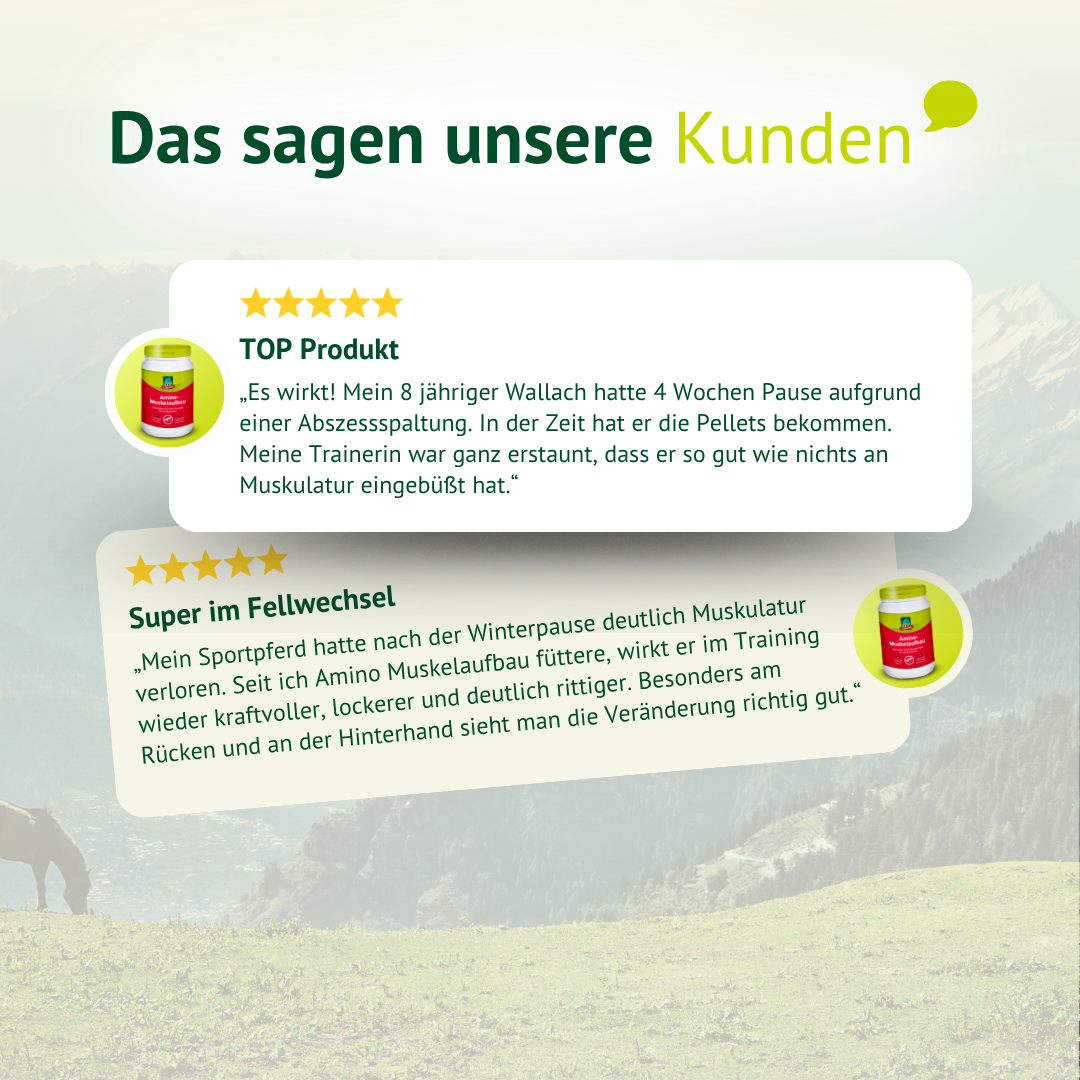 Kundenbewertung zu LEXA Amino Muskelaufbau – positives Feedback zur Unterstützung von Muskulatur, Leistungsbereitschaft und Wohlbefinden beim Pferd.