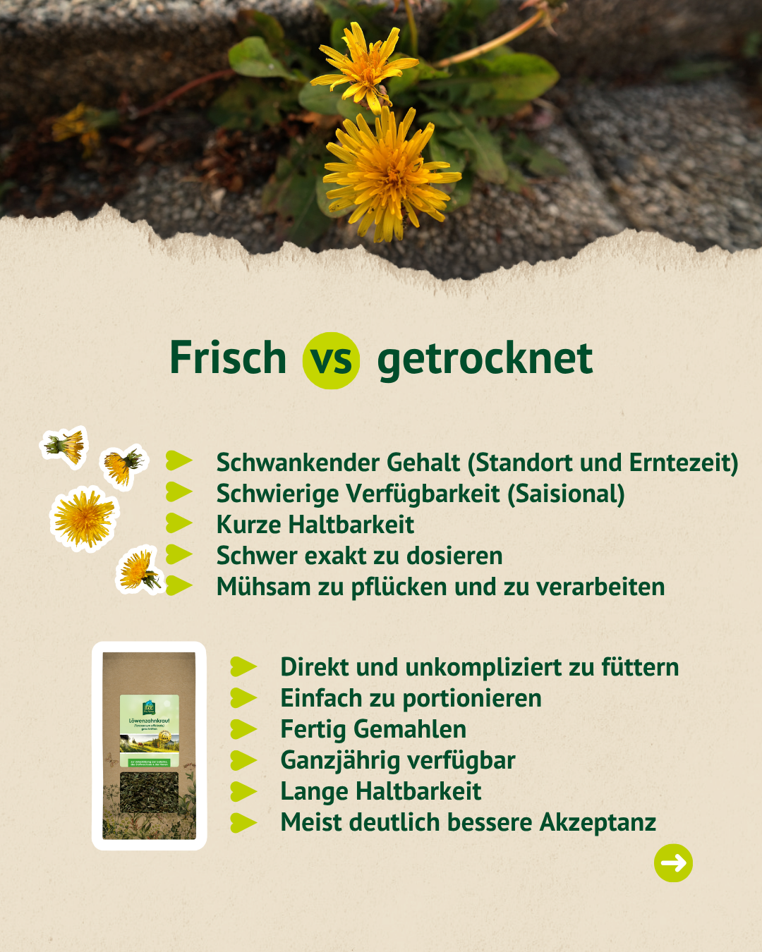 Frischer und getrockneter Löwenzahn im Vergleich mit Vorteilen für die Pferdefütterung
