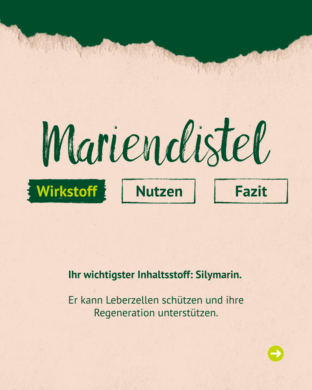 Beschreibung Mariendistel Wirkstoff