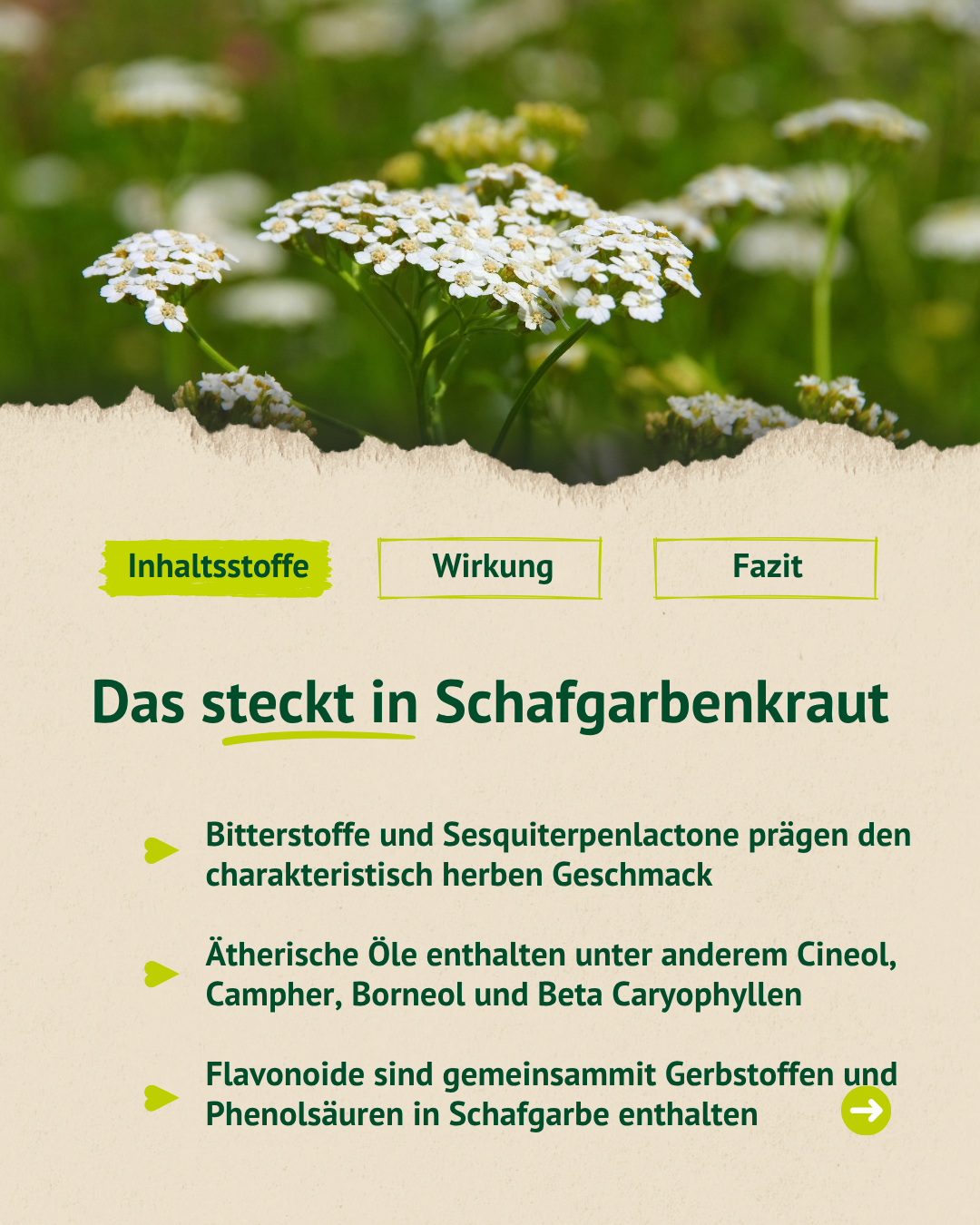 Blühende Schafgarbe mit Informationen zu den Inhaltsstoffen: Bitterstoffe, ätherische Öle und Flavonoide.