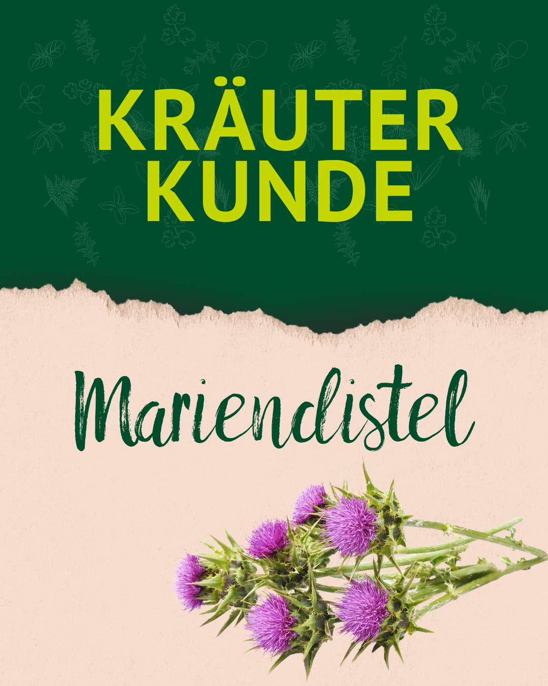 Bild mit Schrift Mariendistel und Foto