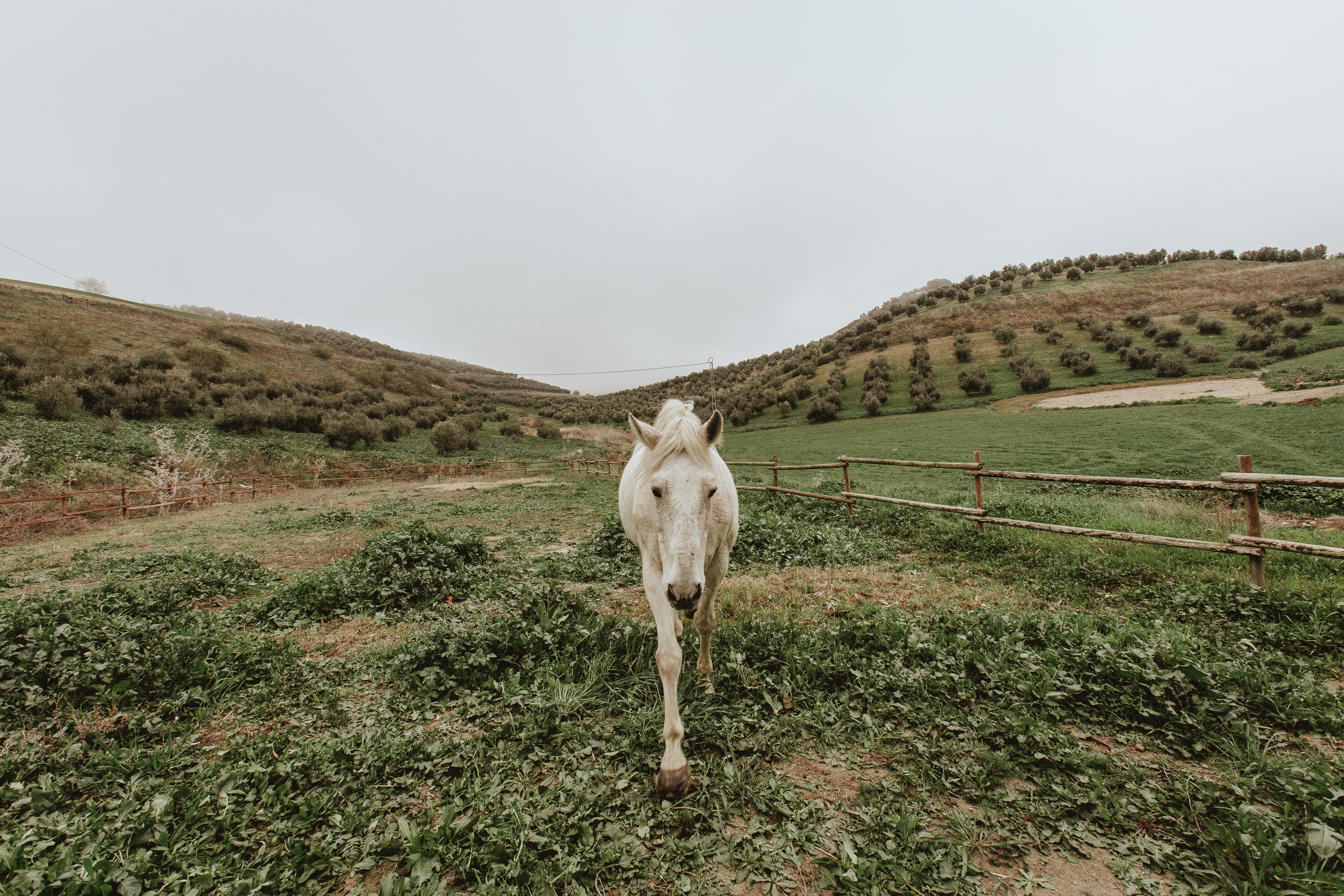 Weißes Pferd auf Wiese Ein weißes Pferd läuft auf einer grünen Wiese mit sanften Hügeln im Hintergrund.