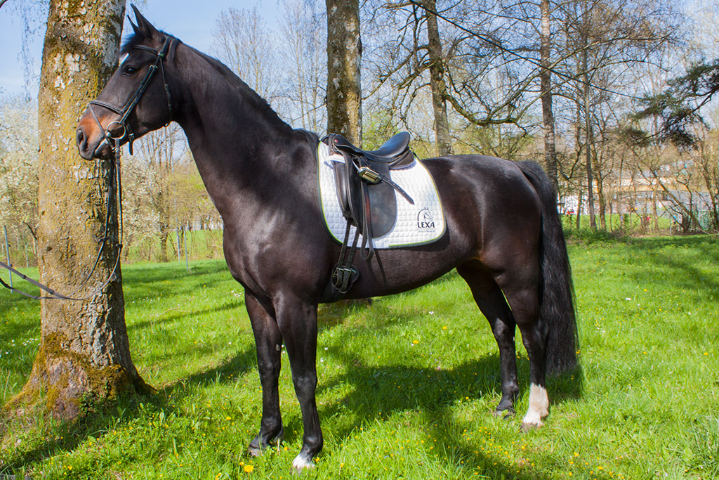 Schwarzes Pferd auf der Wiese Schwarzes Pferd mit Sattel steht auf einer Wiese neben einem Baum.