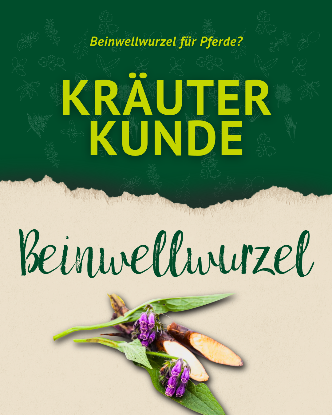 Grafik zur Kräuterkunde über Beinwellwurzel mit grüner Gestaltung, Pflanzenmotiv und Schriftzug „Beinwellwurzel“.