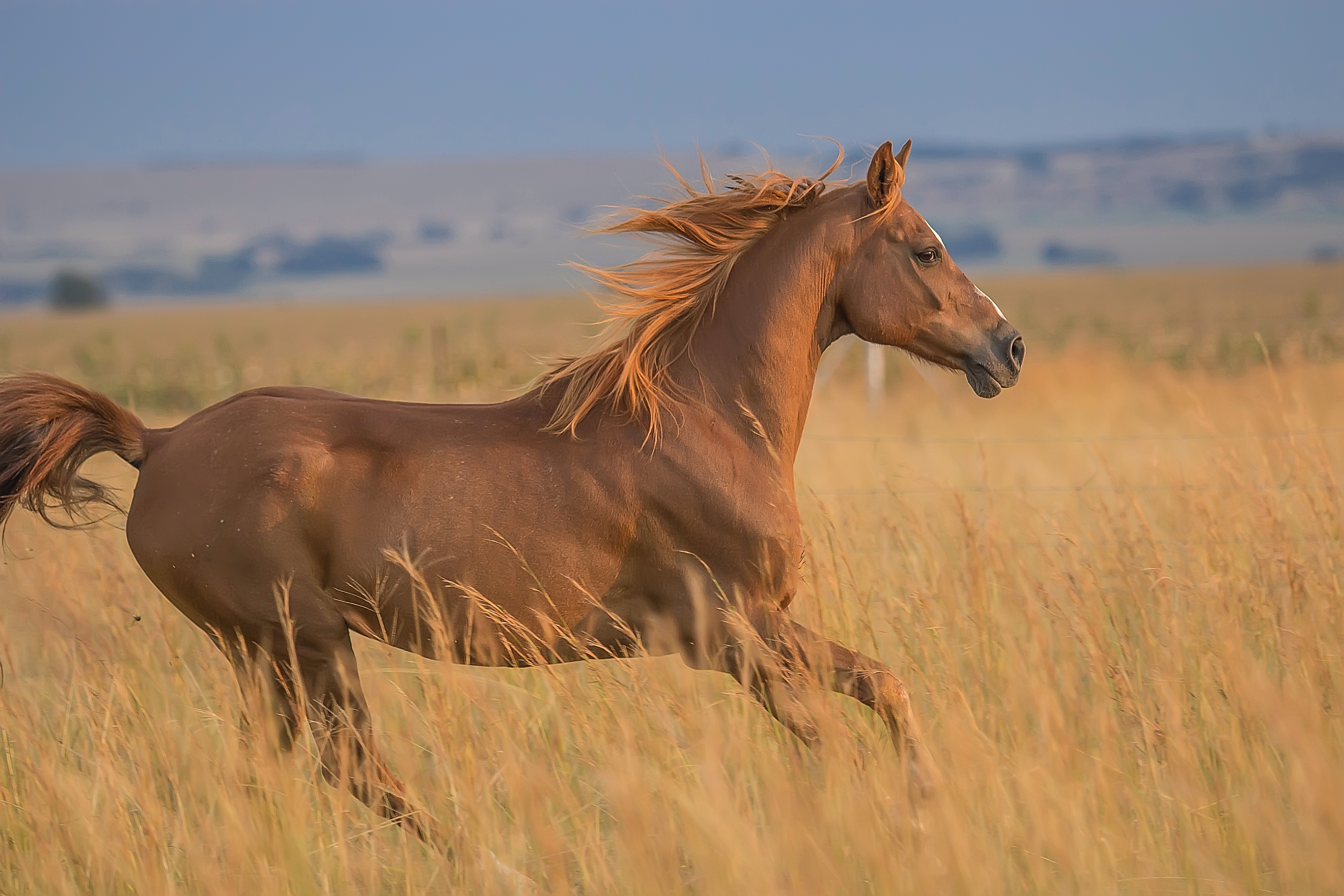 Galoppierendes Pferd in der Natur Ein braunes Pferd galoppiert durch hohes Gras unter einem blauen Himmel.