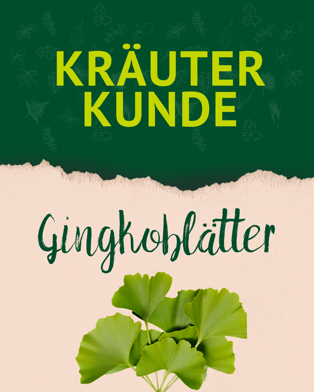 Titelfolie "Kräuterkunde: Ginkgoblätter" mit einer Abbildung von Ginkgo-Blättern. Titelfolie "Kräuterkunde: Ginkgoblätter" mit einer Abbildung von Ginkgo-Blättern.