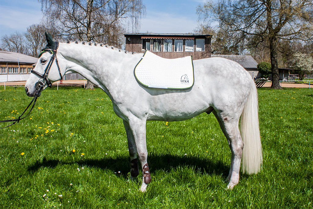 Graues Pferd auf Wiese Ein graues Pferd steht auf einer grünen Wiese, mit einem Sattelblatt und Halfter.