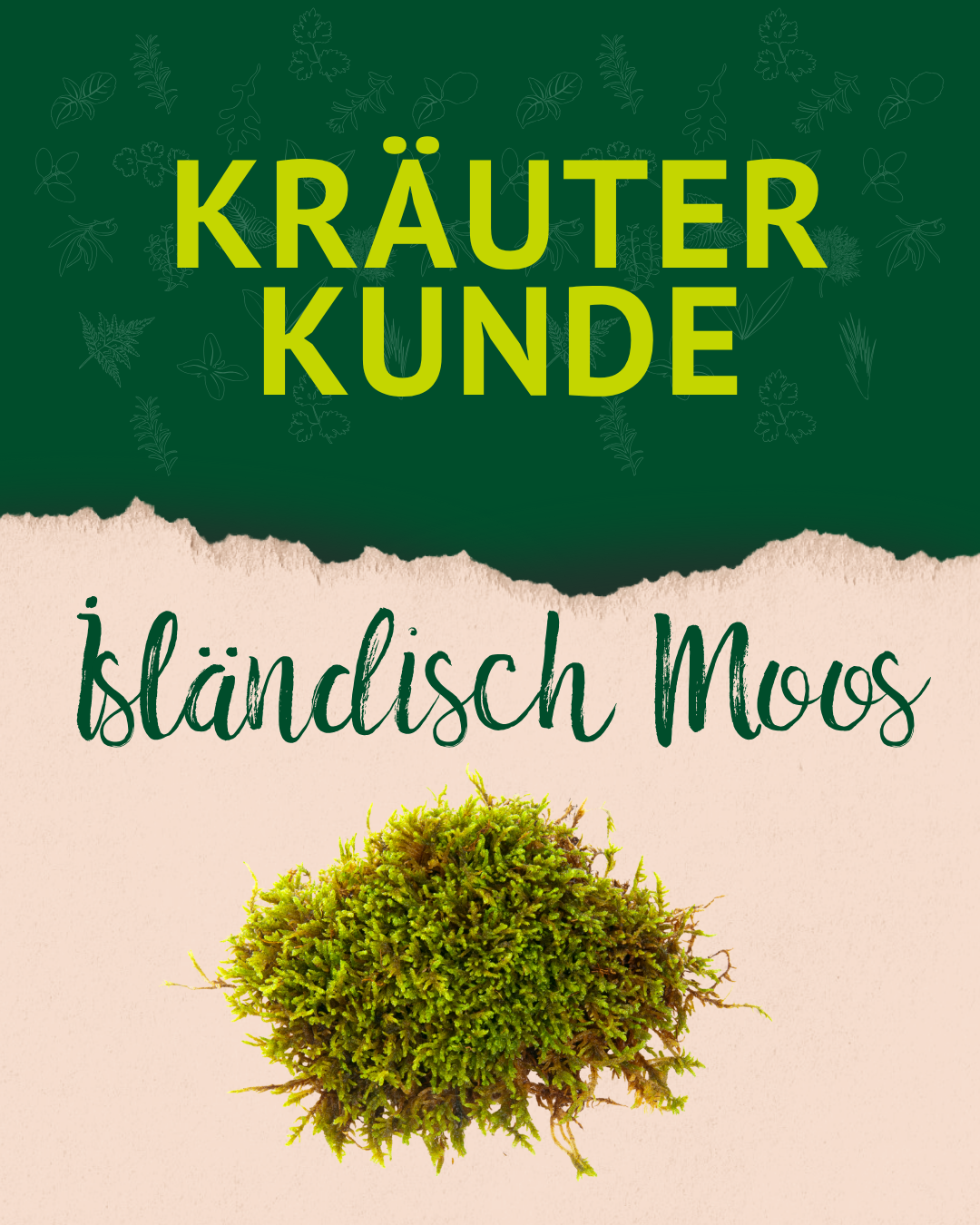 Grünes Moos auf hellem Untergrund, darüber Text 'KRÄUTER KUNDE' und 'isländisch Moos' auf grünem Hintergrund.