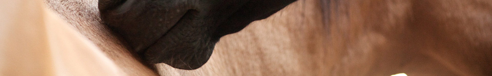 Hand mit Handschuh auf Holz Eine Hand mit schwarzer Handschuh berührt eine Holzoberfläche.