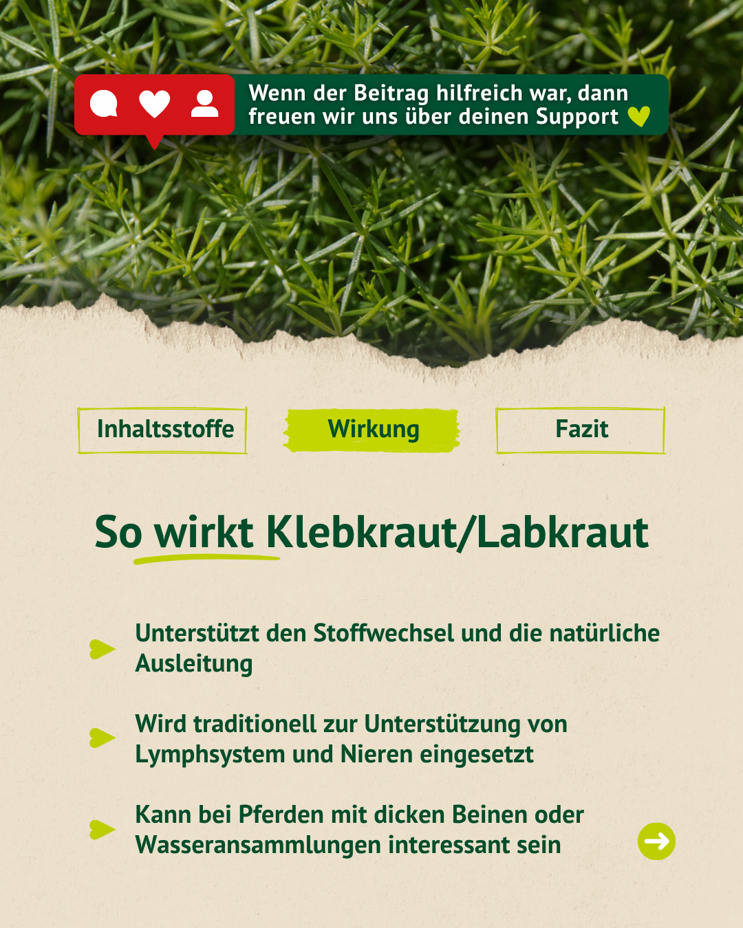 Infografik zur Wirkung von Klebkraut/Labkraut mit Hinweisen auf Stoffwechsel, natürliche Ausleitung sowie Unterstützung von Lymphsystem und Nieren.