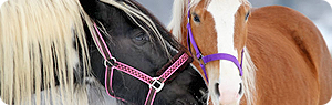 Schwarzes und braunes Pferd Ein schwarzes Pferd mit einer pinken Trense und ein braunes Pferd mit einer lila Trense stehen nah beieinander.