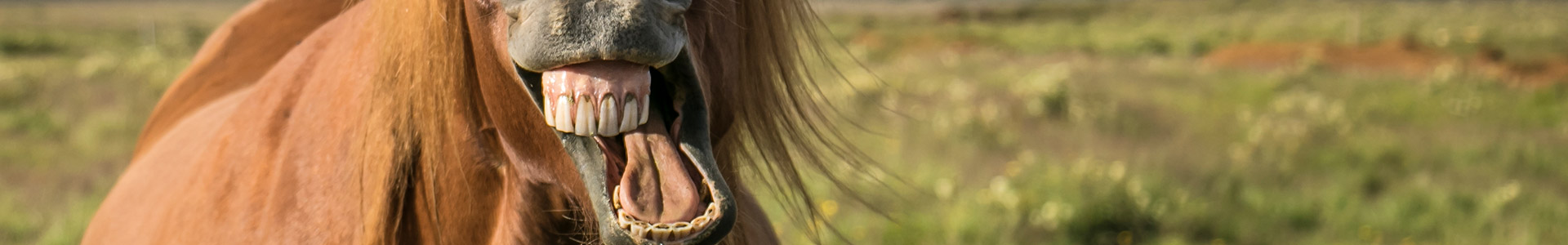 Pferd auf der Wiese Ein Pferd mit offenem Maul, das auf einer Wiese steht.