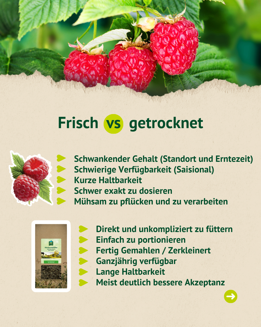 Vergleichsgrafik zwischen frischen und getrockneten Himbeerblättern mit Vorteilen der getrockneten Variante für die Pferdefütterung.