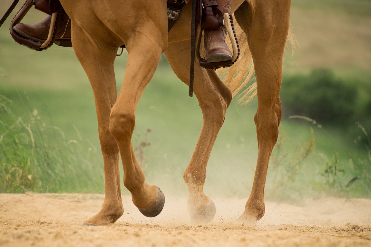 Pferd läuft im Sand Beine eines Pferdes, das im Sand läuft, mit Staubwolken im Hintergrund.