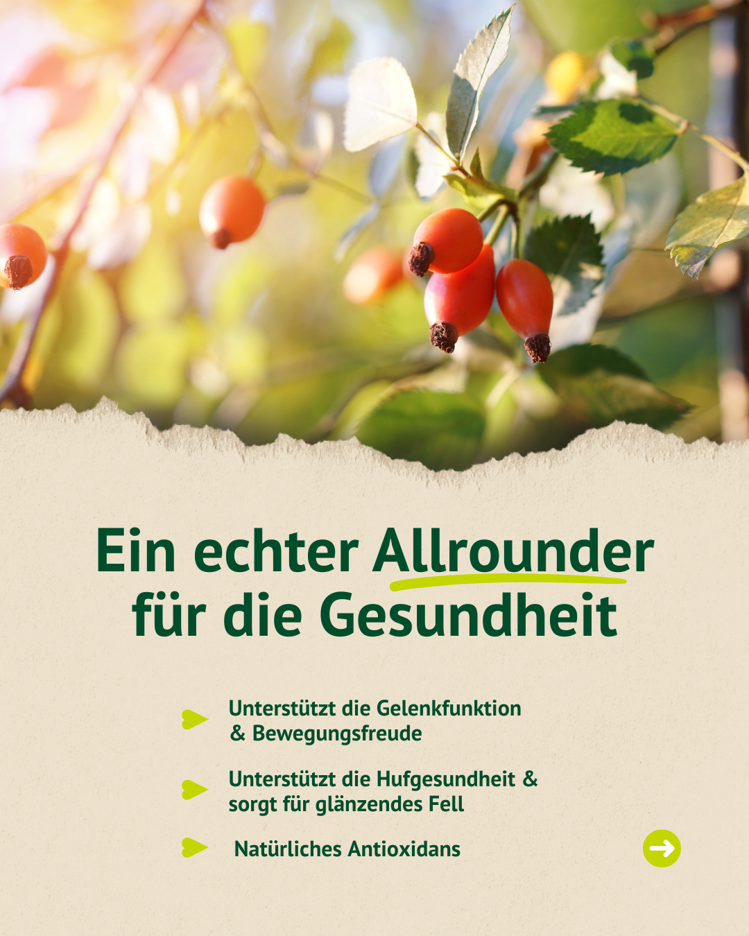 Nahaufnahme von leuchtenden Hagebutten an einem Zweig mit grünem Laub und Sonnenlicht im Hintergrund über Text mit gesundheitlichen Vorteilen