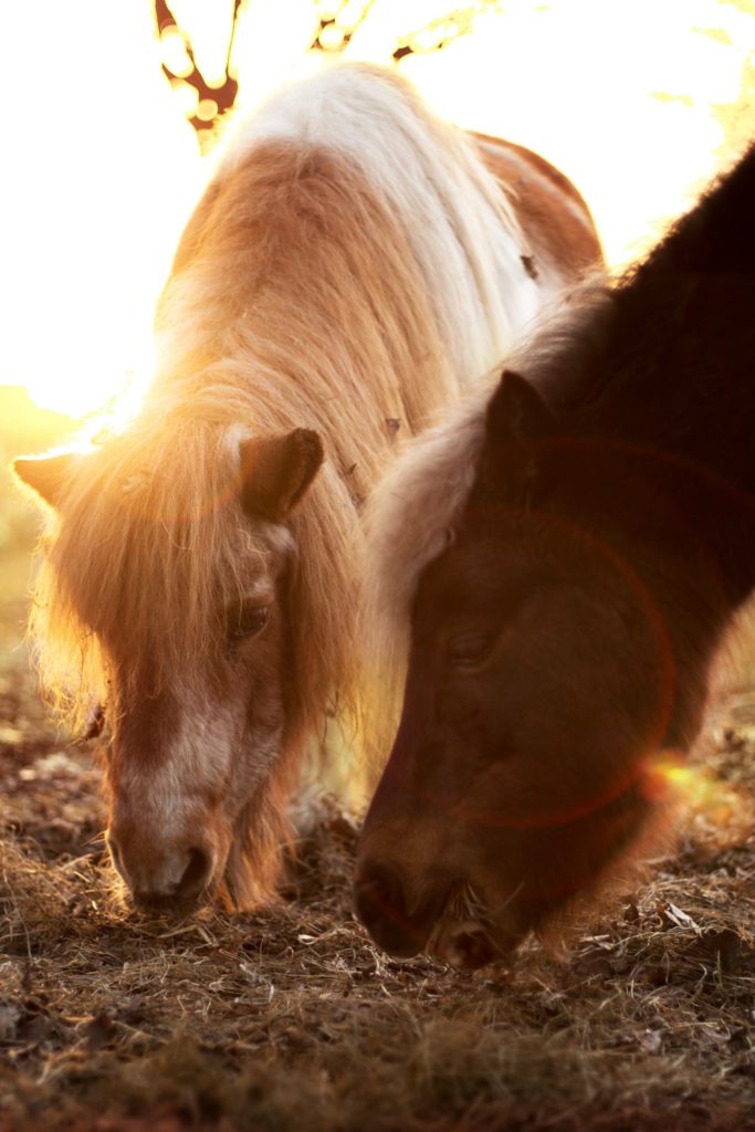 Pferd Heu