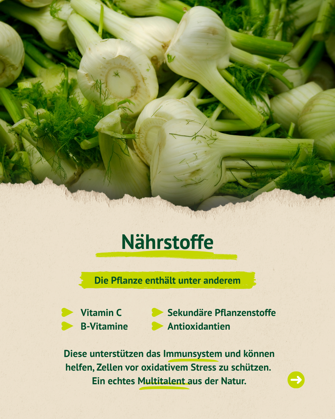 Fenchel Nährstoffe – reich an Vitaminen, Antioxidantien und sekundären Pflanzenstoffen