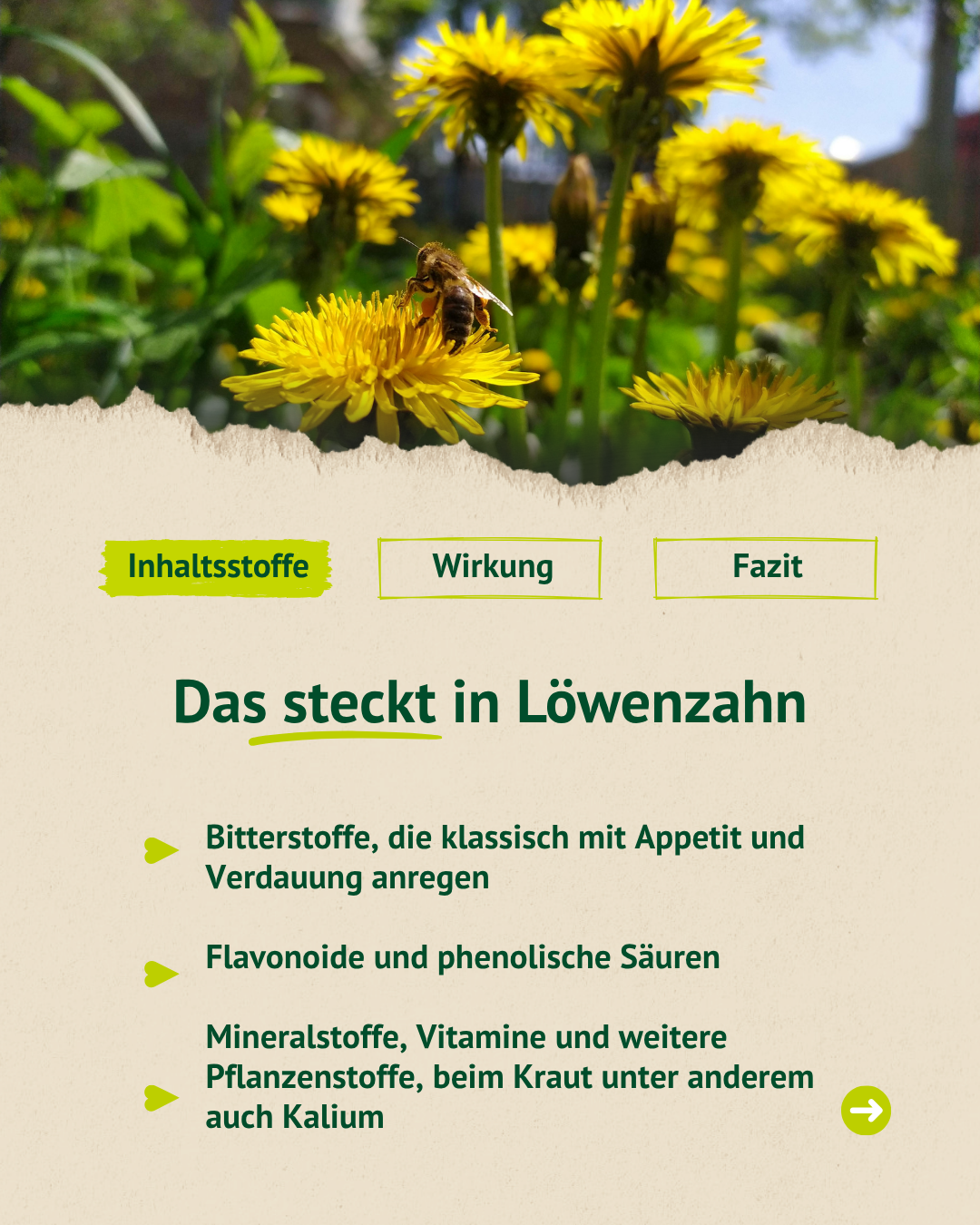Nahaufnahme von Löwenzahn mit Übersicht zu Inhaltsstoffen wie Bitterstoffen, Vitaminen und Mineralien