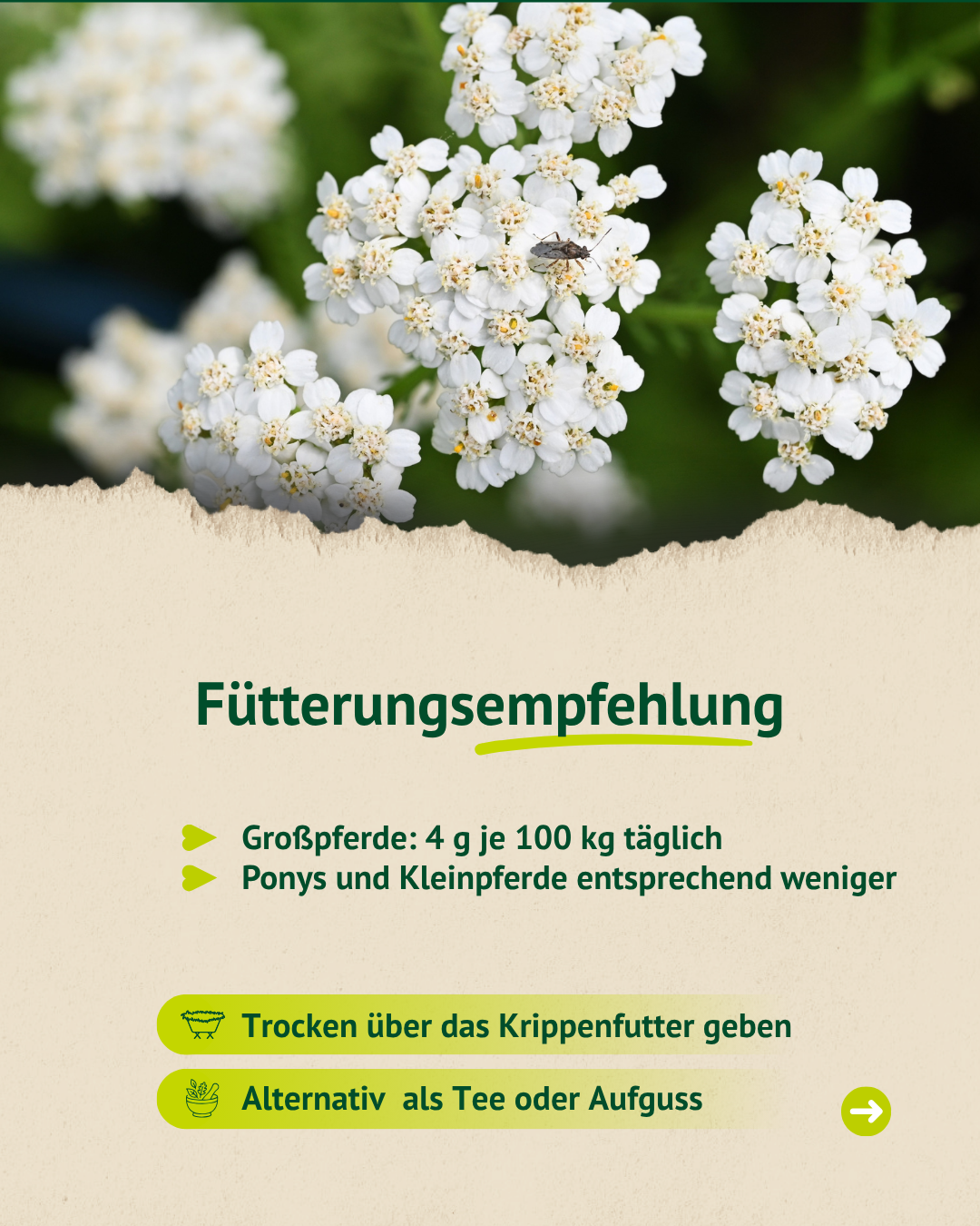 Weiße Schafgarbenblüten mit Fütterungsempfehlung: Großpferde erhalten täglich vier Gramm je 100 Kilogramm Körpergewicht, Ponys und Kleinpferde entsprechend weniger.