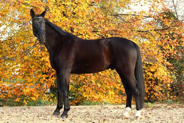 Schwarzes Pferd steht auf einem sandigen Boden vor buntem Herbstlaub.