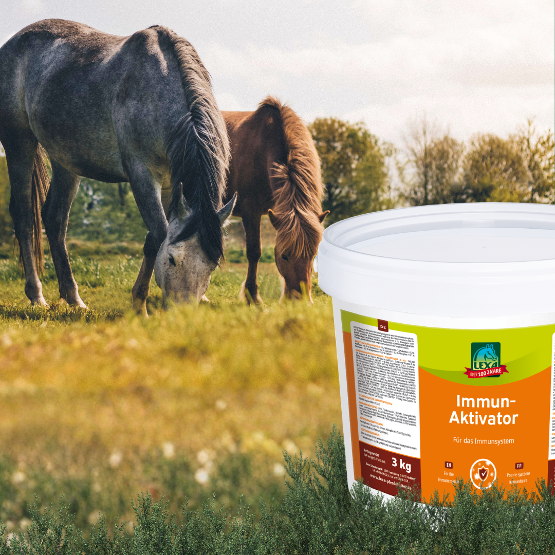 Produktbild mit Pferd um Hintergrund