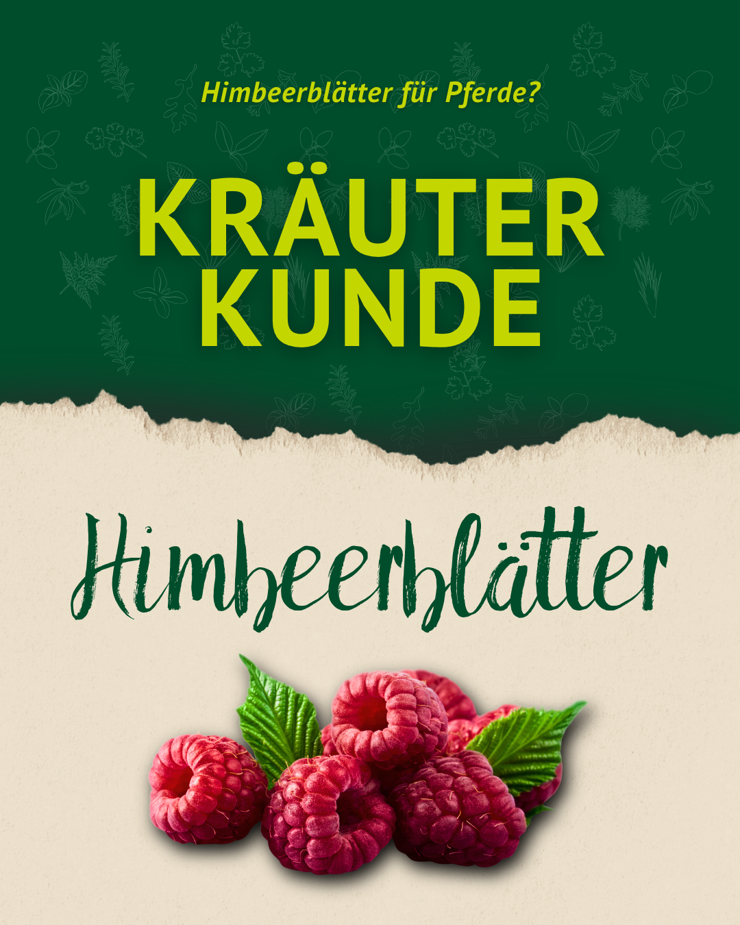 Grafik zur Kräuterkunde über Himbeerblätter für Pferde mit Himbeeren, grünen Blättern und handschriftlichem Titel.