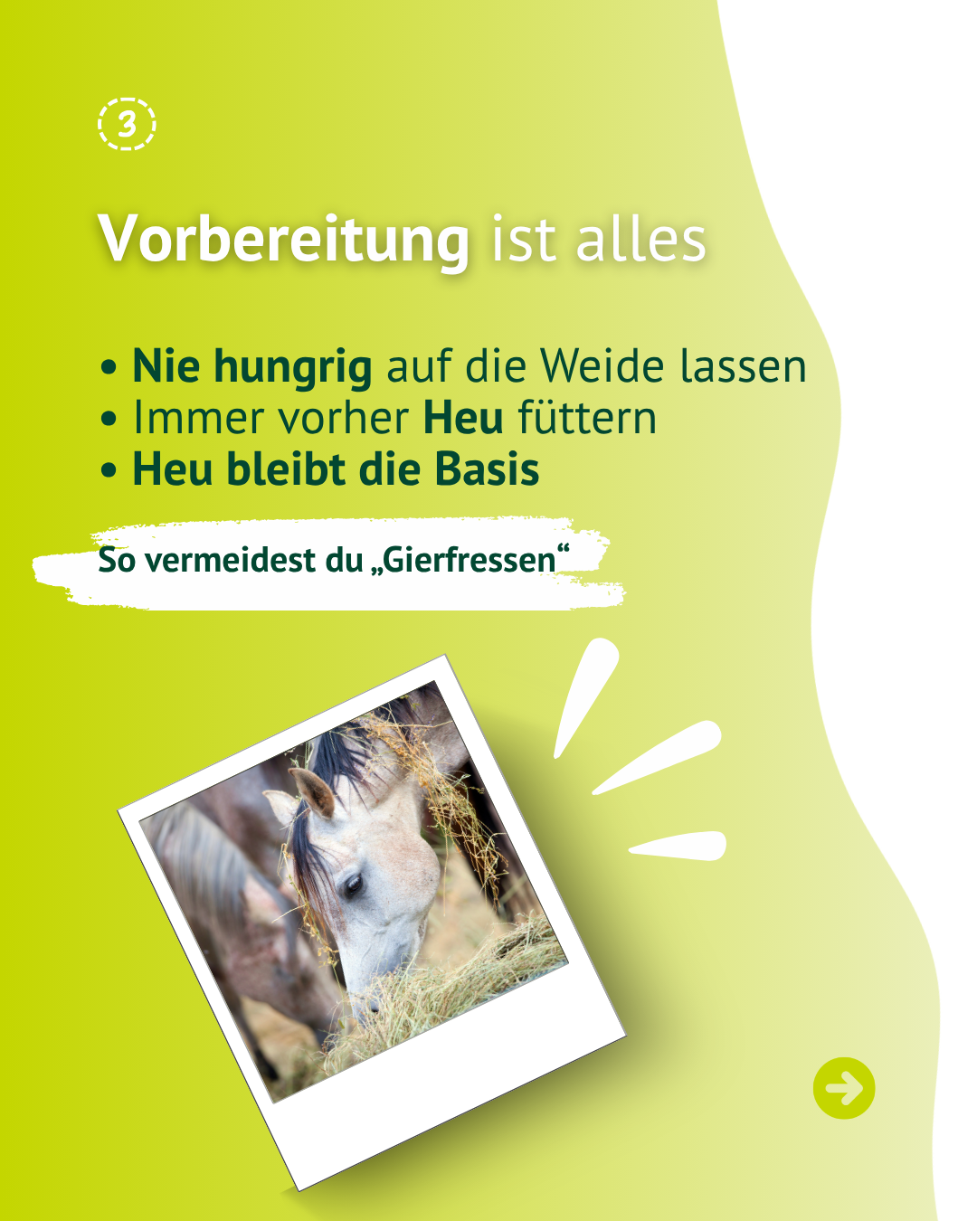 Infografik zum richtigen Start ins Anweiden mit 5 bis 10 Minuten Weidezeit und langsamer Steigerung
