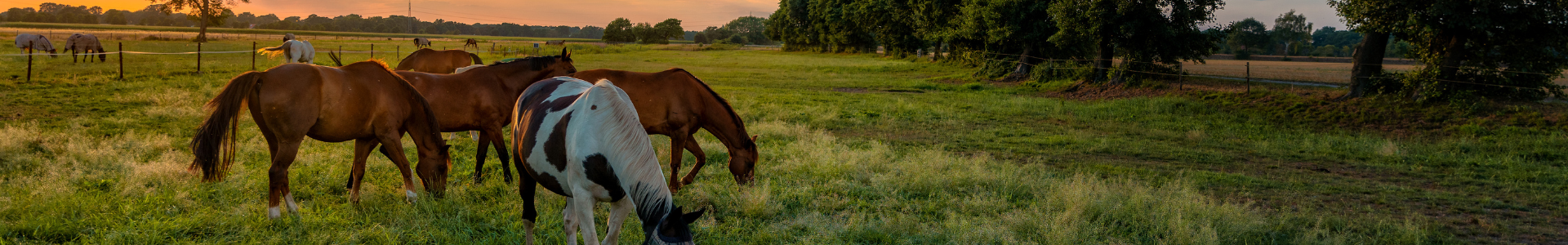 vier Pferde die auf einer Weide stehen und grasen. Ein Qaurter Horse und der 3 Fuchsrote Pferde. Es ist im Hintergrund ein Sonnenuntergang