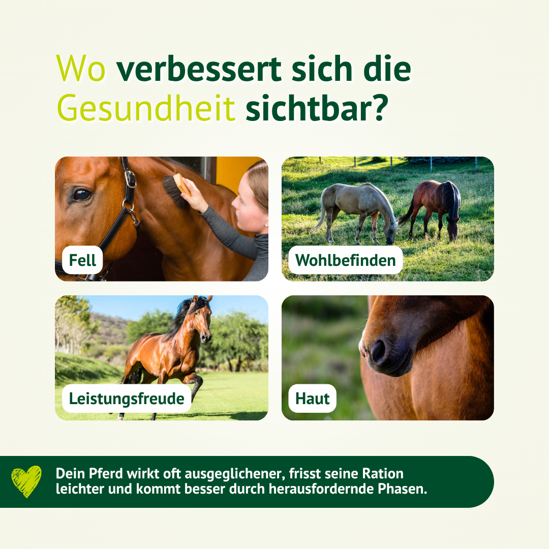 Pferd mit Sommerekzem auf der Weide