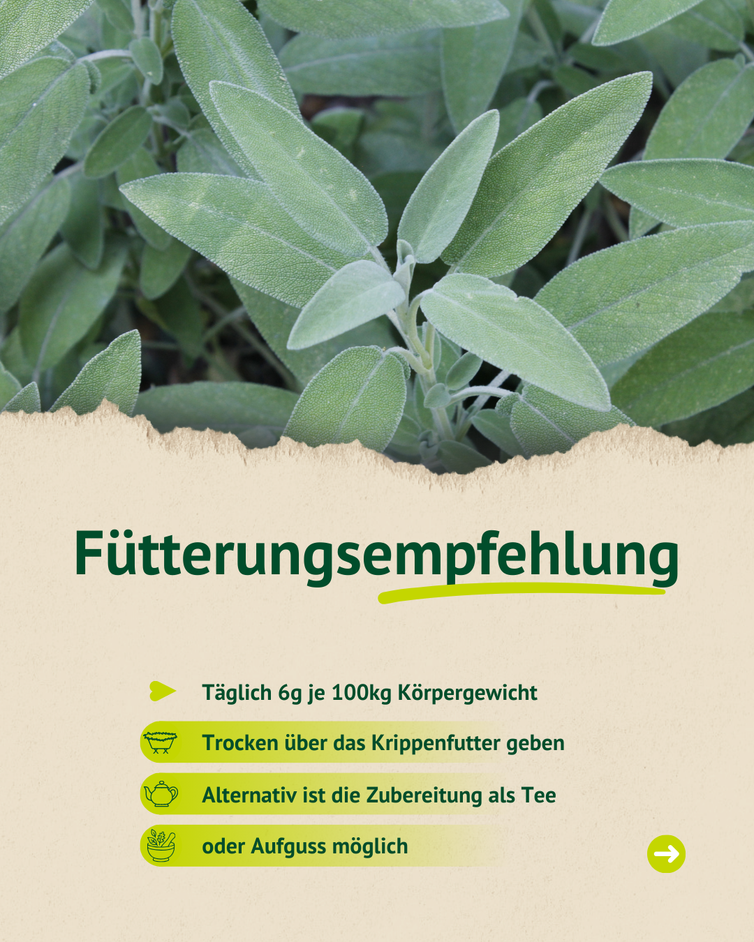 Fütterungsempfehlung für Pferde: Täglich 6g je 100kg Körpergewicht. Die Gabe kann trocken über das Krippenfutter oder als Tee/Aufguss erfolgen.