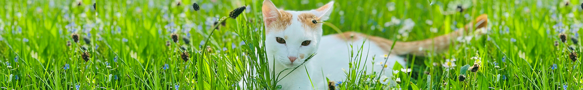 Katze im Gras Eine weiße Katze mit orangefarbenen Flecken liegt im hohen Gras und beobachtet die Umgebung.