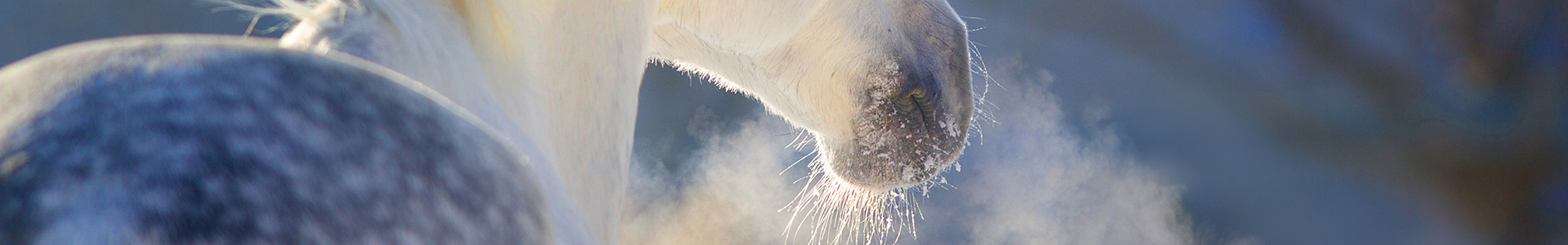 Pferd im Nebel Ein Pferd mit feuchtem Atem, umgeben von Dampf in einer frostigen Umgebung.