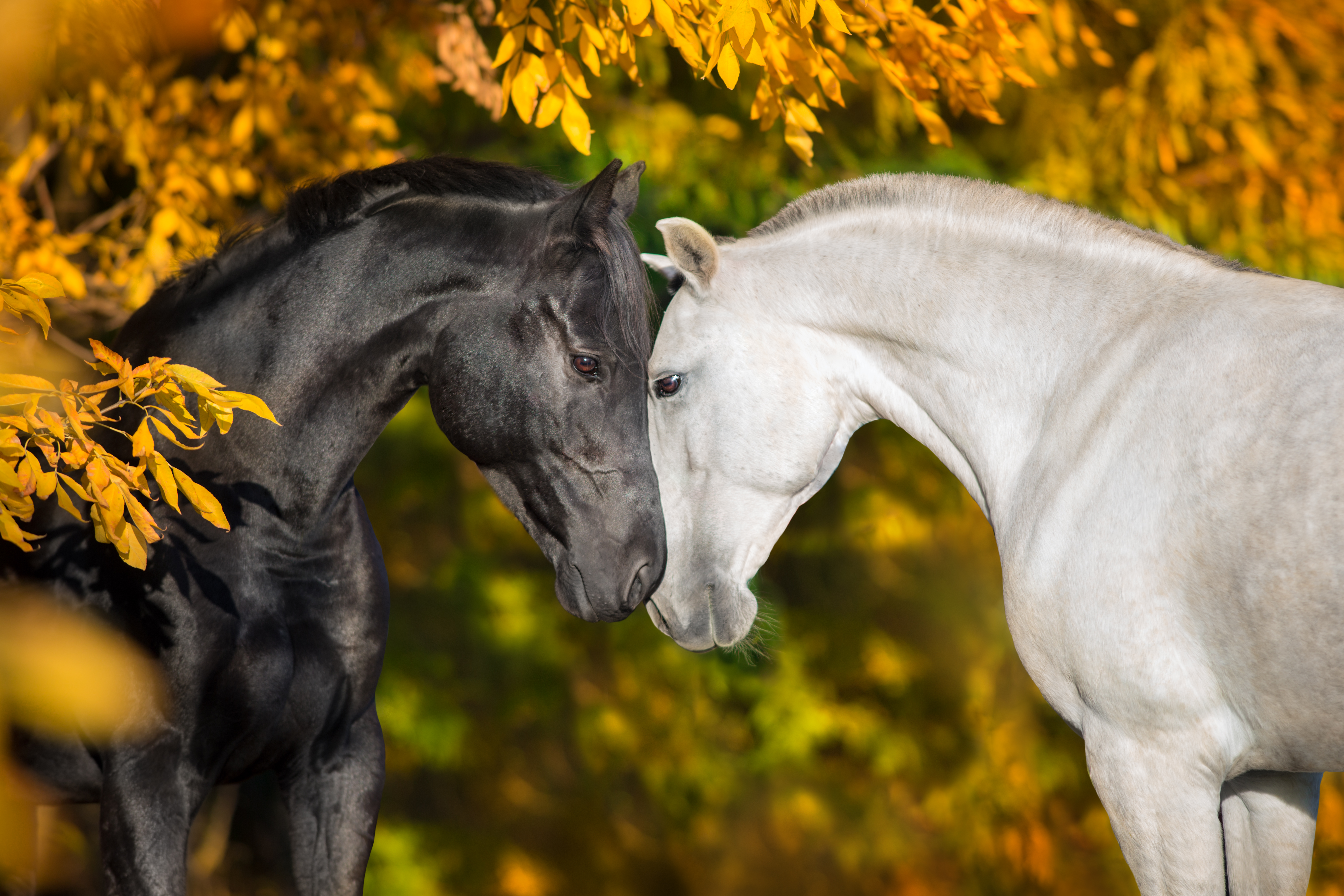 Schwarzes und weißes Pferd im Herbst Ein schwarzes und ein weißes Pferd stehen sich gegenüber und berühren sanft ihre Köpfe vor einem Hintergrund aus herbstlichen Blättern.